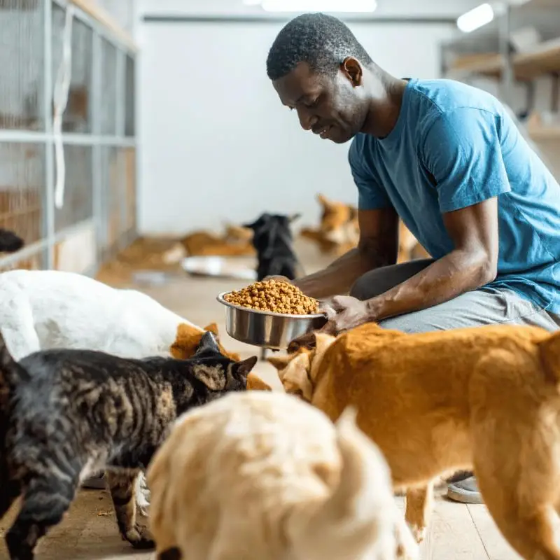 Alimentação natural na doença renal crônica de animais