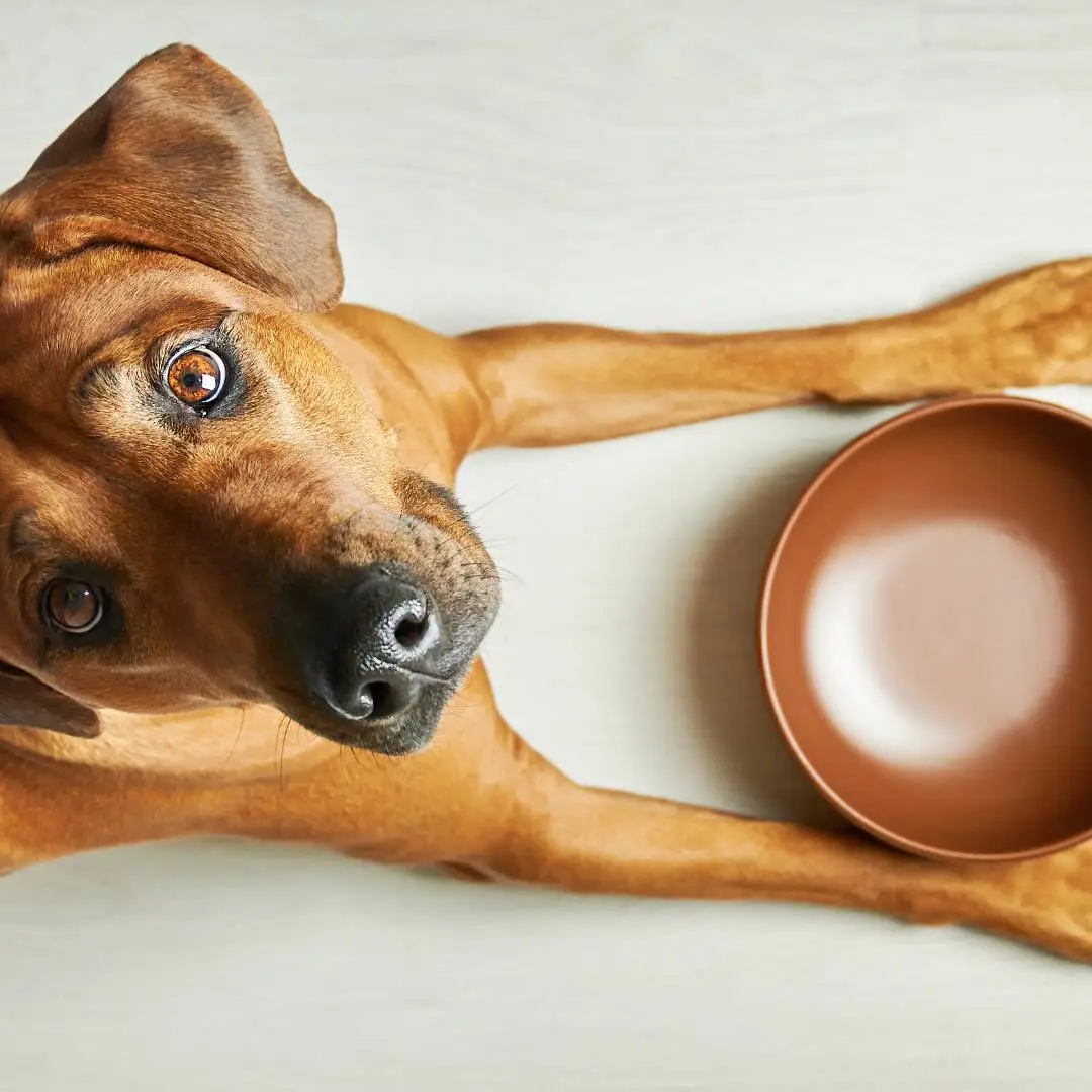 Alimentação natural na doença renal crônica de cão