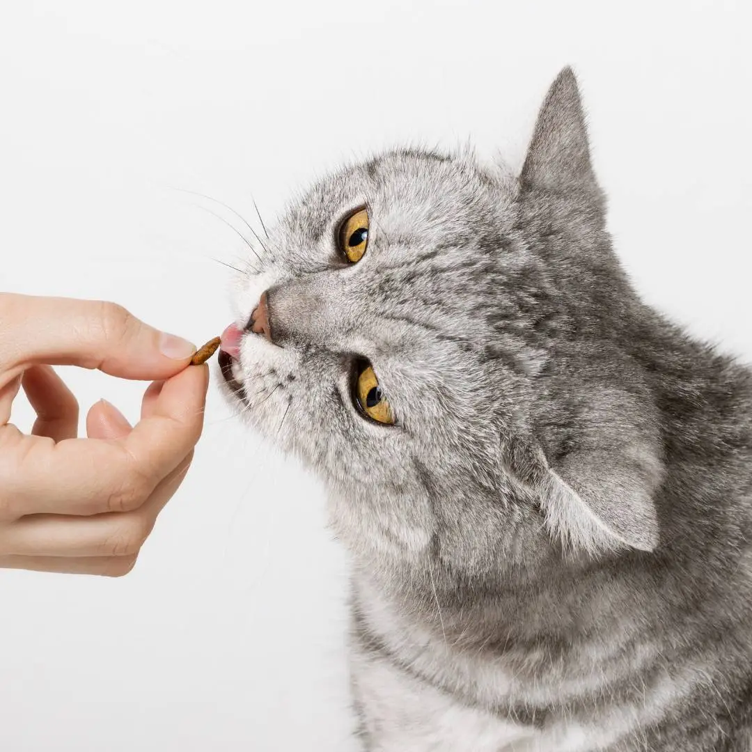 Alimentação natural na doença renal crônica de gato