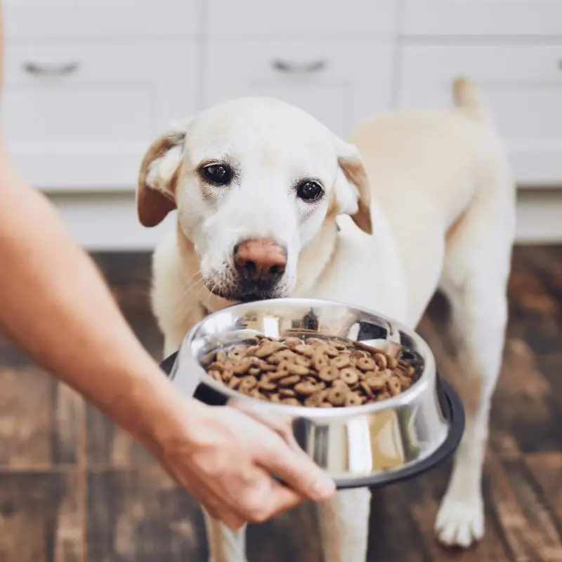 Alimentação saudável para cachorro
