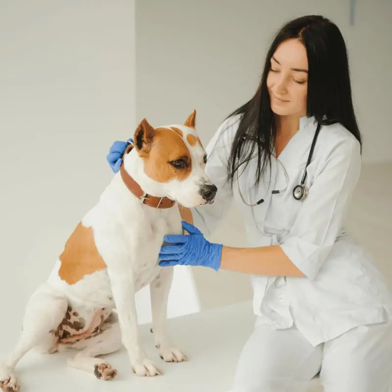Check up em cachorro