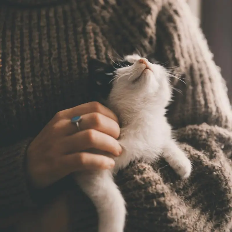 Check up gato
