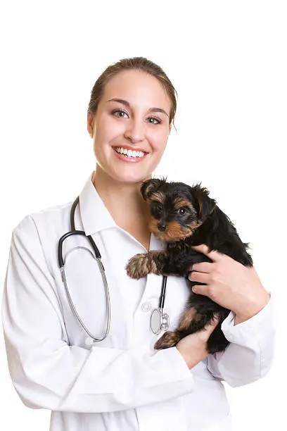 Clinica de exames veterinarios