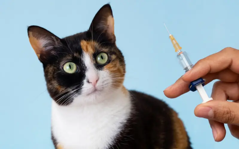 Clinica veterinaria de gatos na Zona Norte