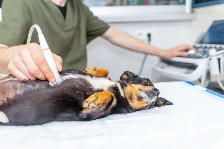 Imagem ilustrativa de Clínica veterinária próximo