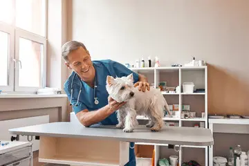 Clinica veterinária proximo a mim