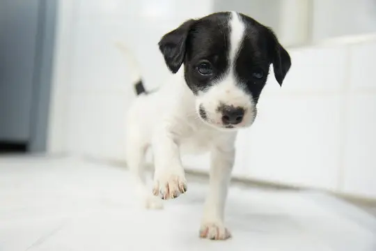 Clinica veterinaria urologia em São Paulo