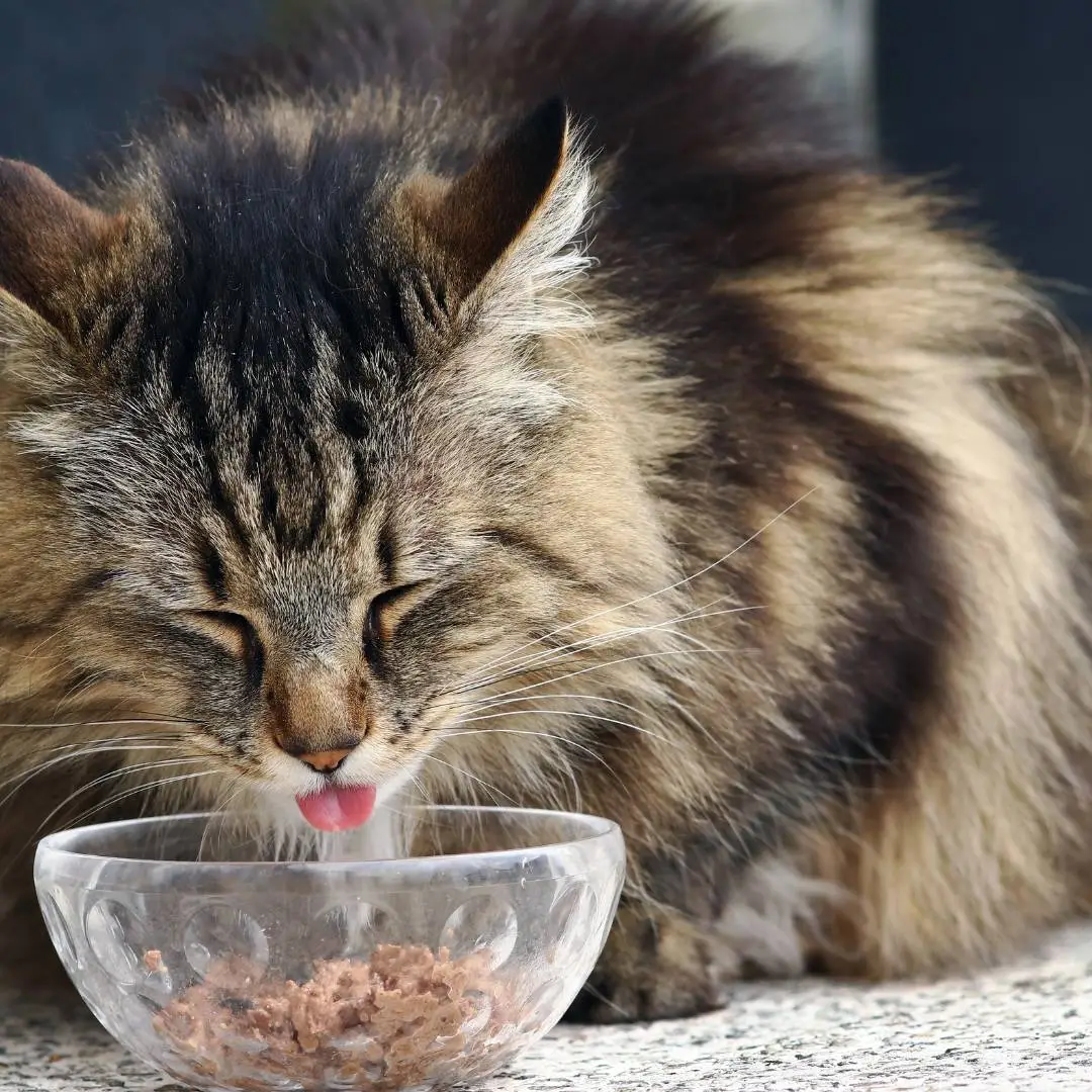 Comida saudável para gato