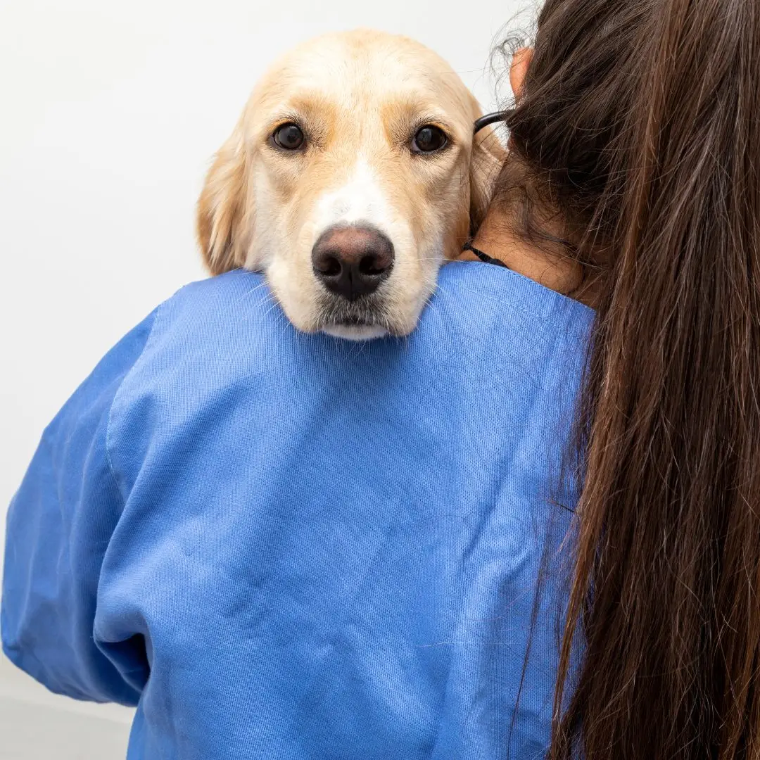 Curso nefrologia e urologia de cães e gatos em São Paulo