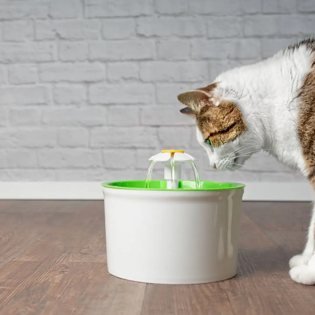 Curso de urologia de gatos em São Paulo