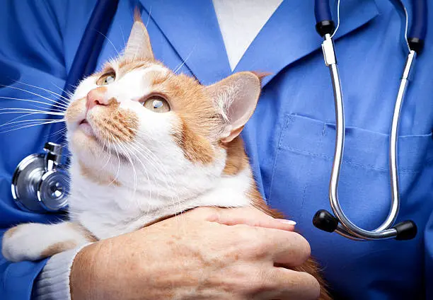Dialise em gatos em São Paulo