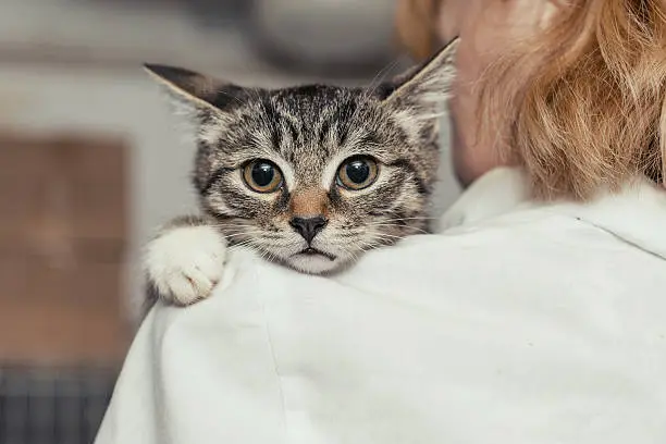 Dialise em gatos na Zona Norte