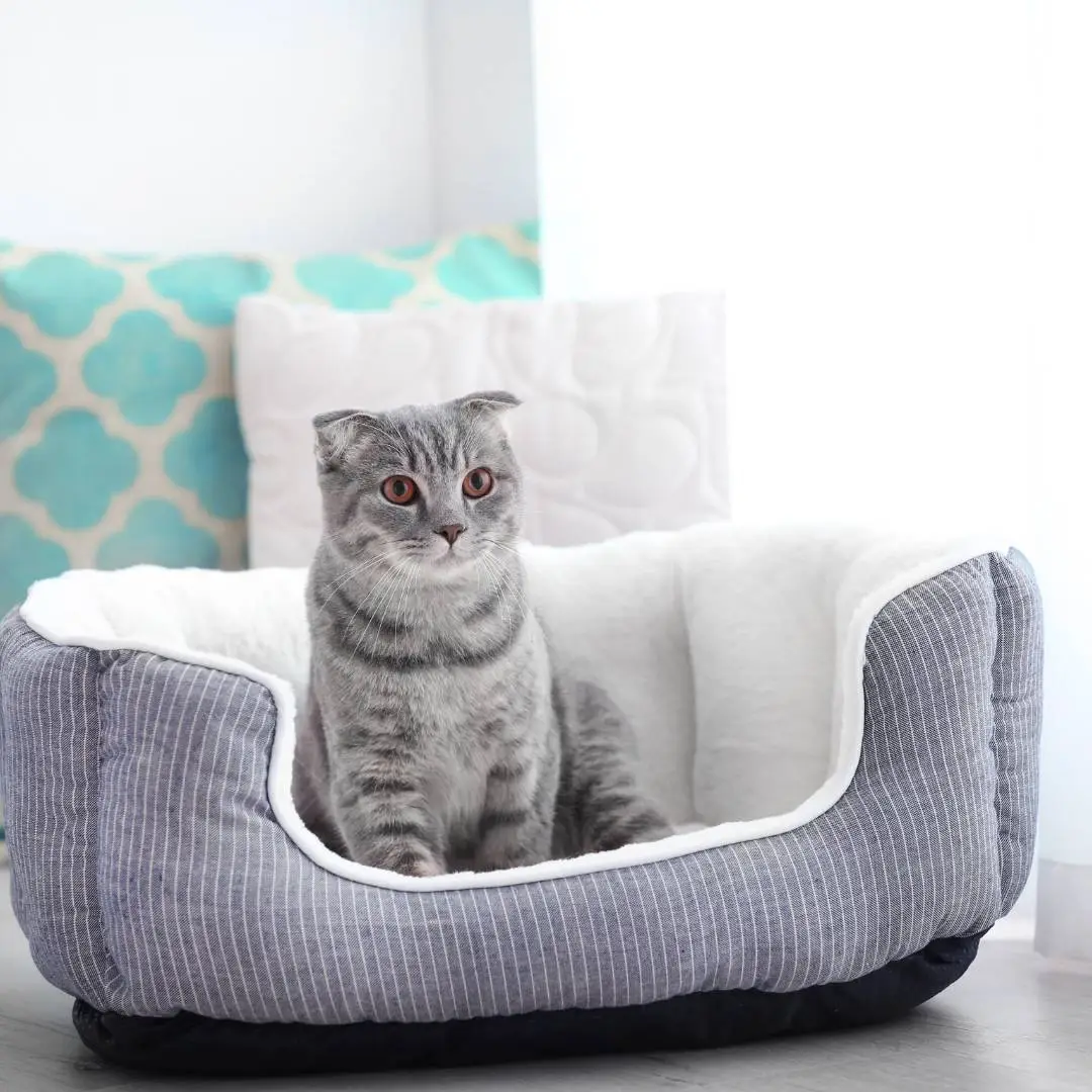 Doença renal crônica em gatos