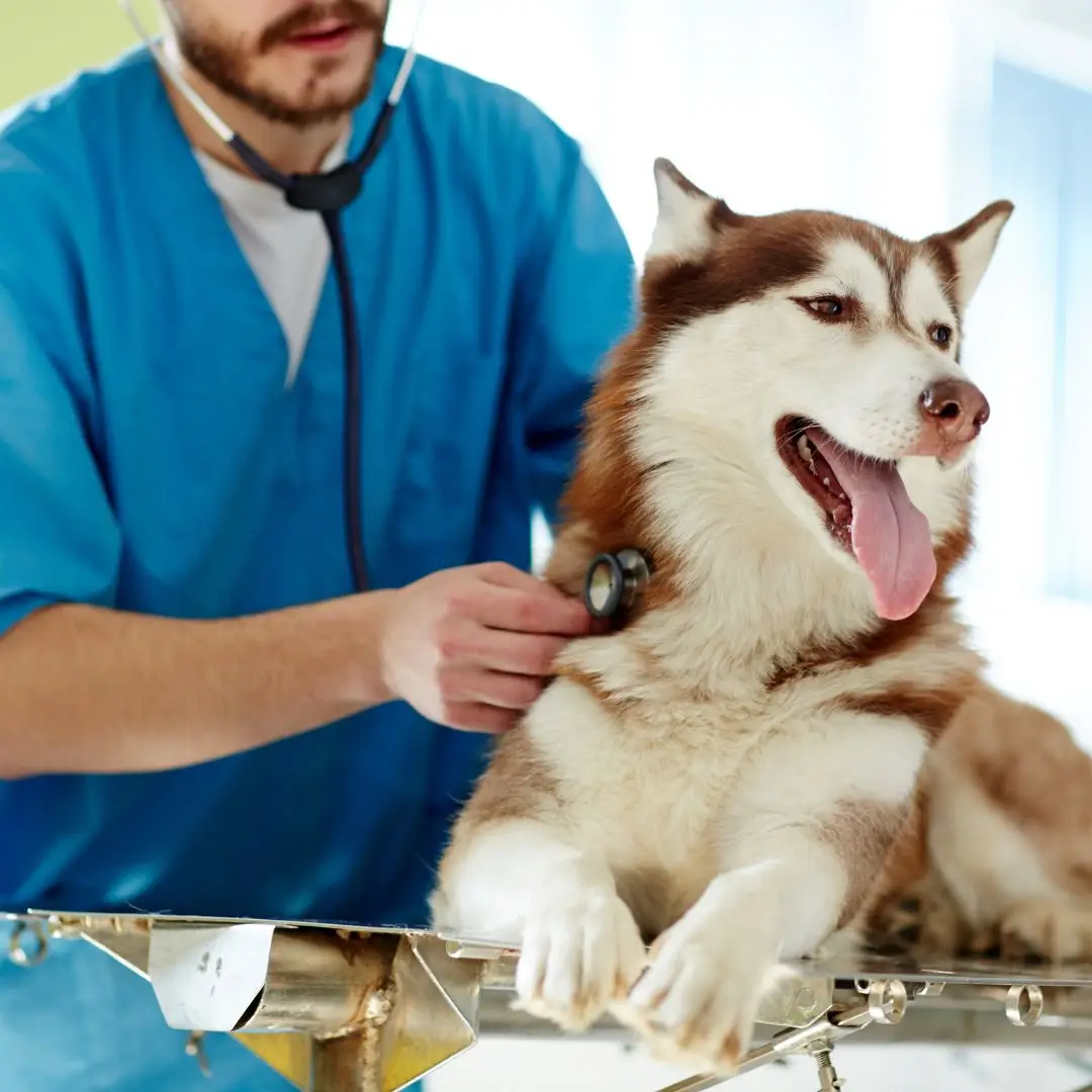 Especialização medicina veterinária de pequenos animais
