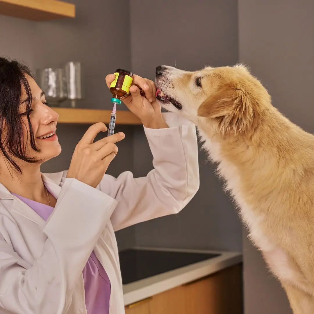 Especialização em veterinária em São Paulo