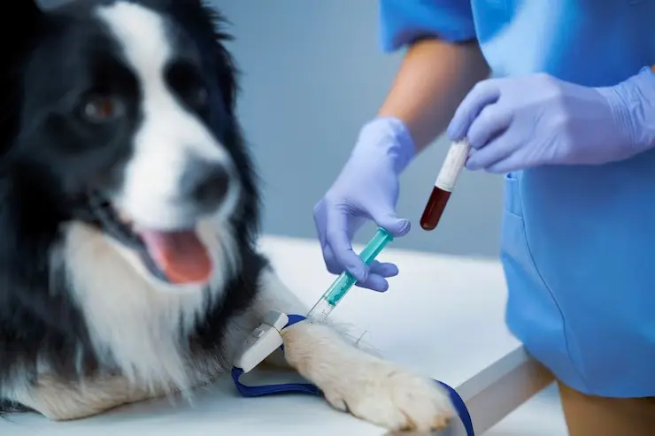 Exame de urina em cães