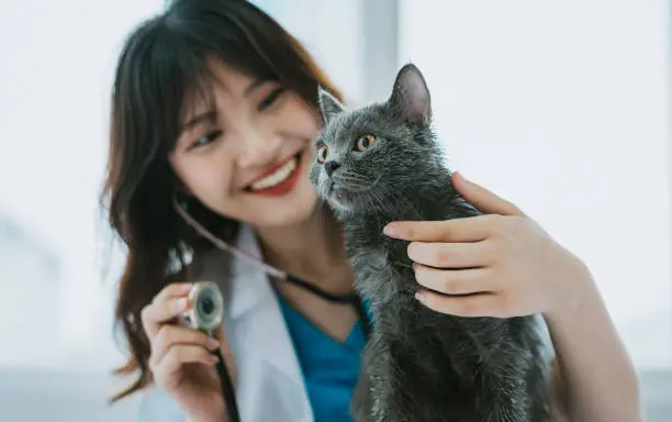 Exame de urina de gatos