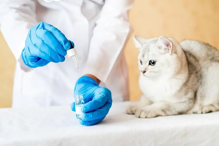 Exames para gatos