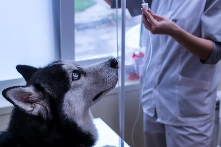 Exames laboratoriais para cães