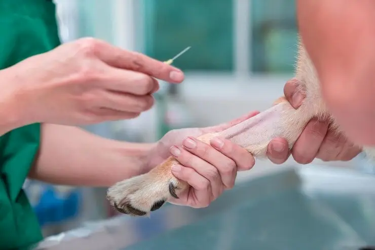 Exames veterinário
