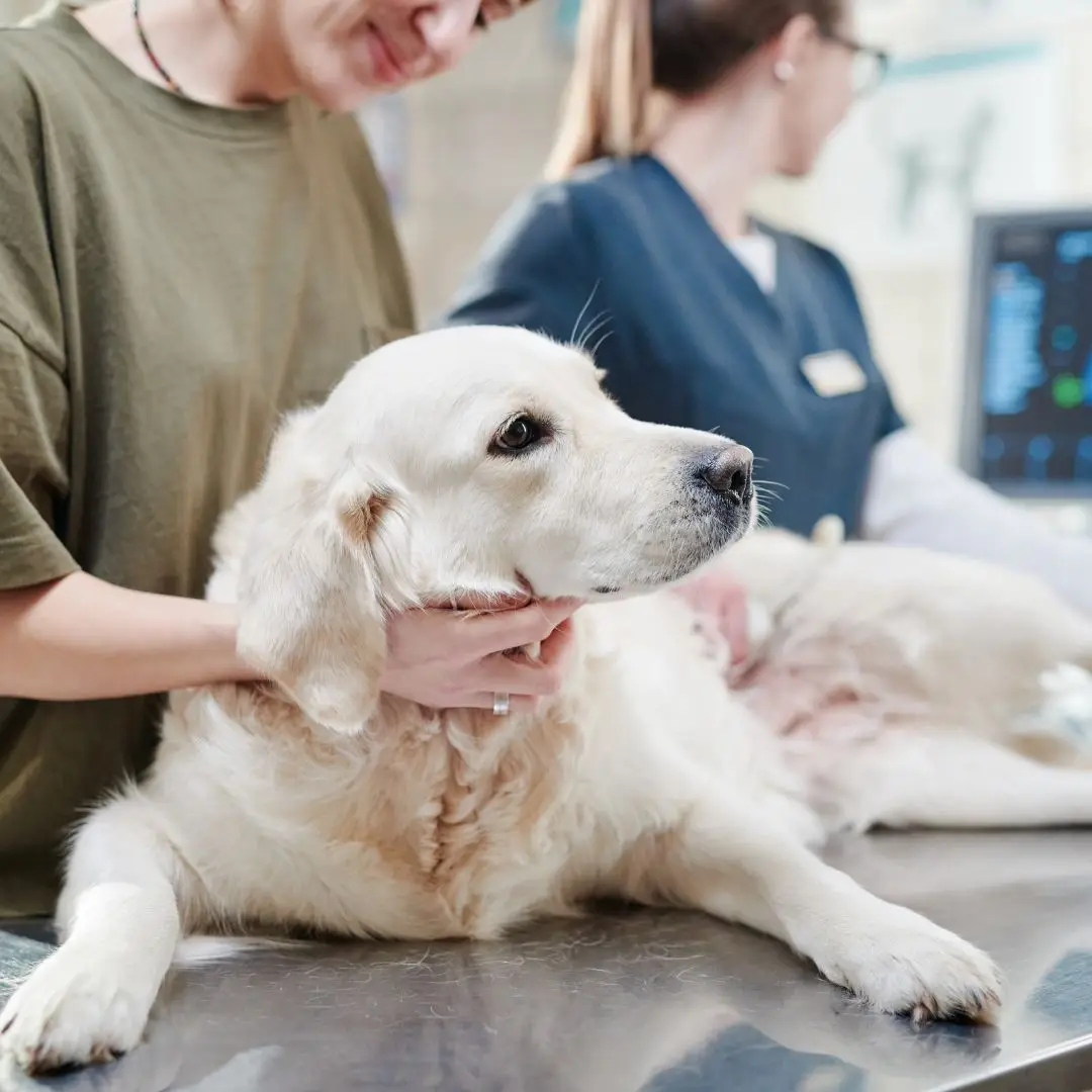 Formação em nefrologia e urologia de animais em São Paulo