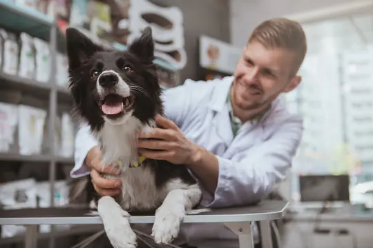 Hemodiálise cachorro preço