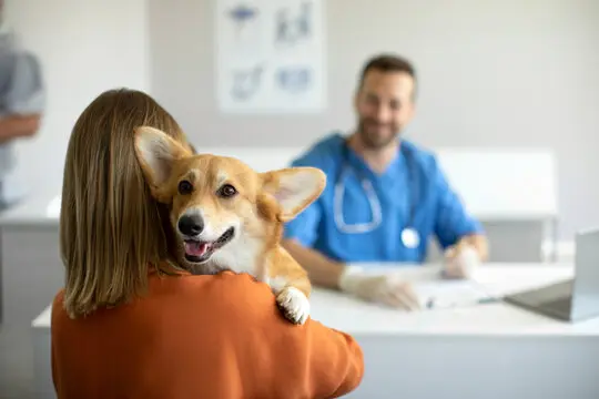 Hemodiálise em cães idosos