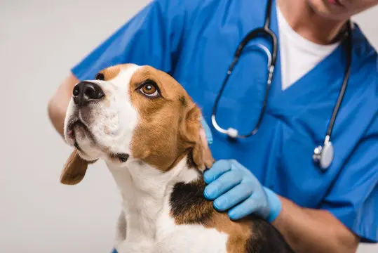 Hemodiálise para cães quanto custa