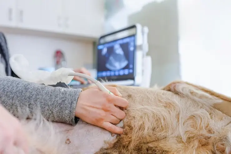 Hospital veterinário perto de mim