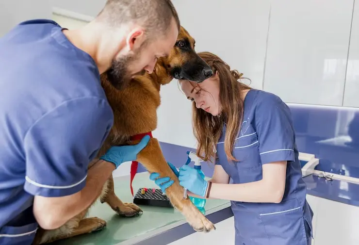 Laboratório diagnóstico veterinário