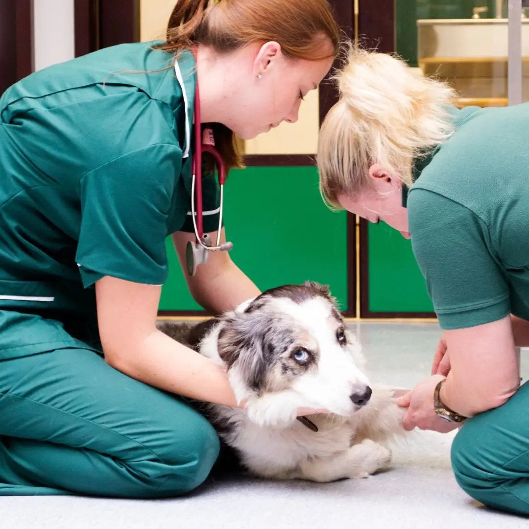 Pós graduação em nefrologia veterinária para veterinários