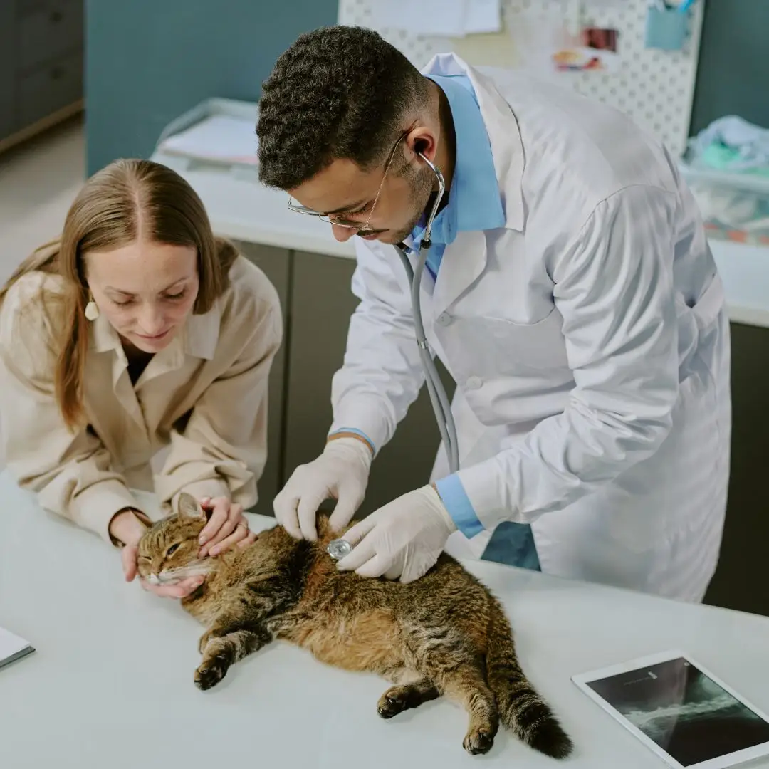 Imagem ilustrativa de Pós graduação presencial em nefrologia veterinária