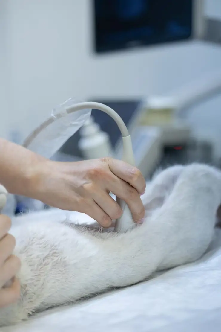 Preço de consulta veterinária para gato