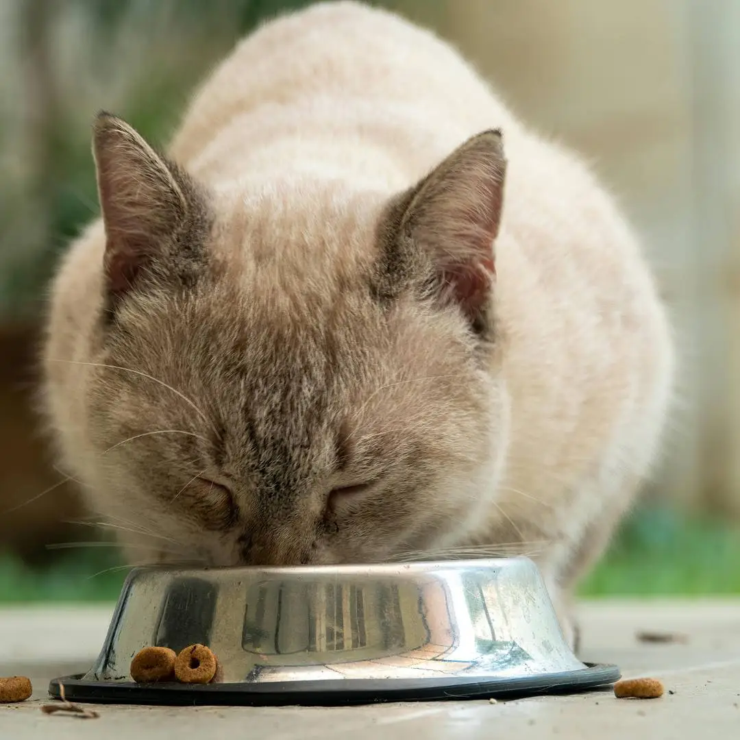 Ração para gato com insuficiência renal