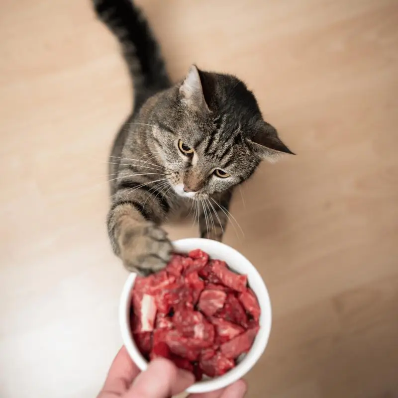 Ração renal para animal