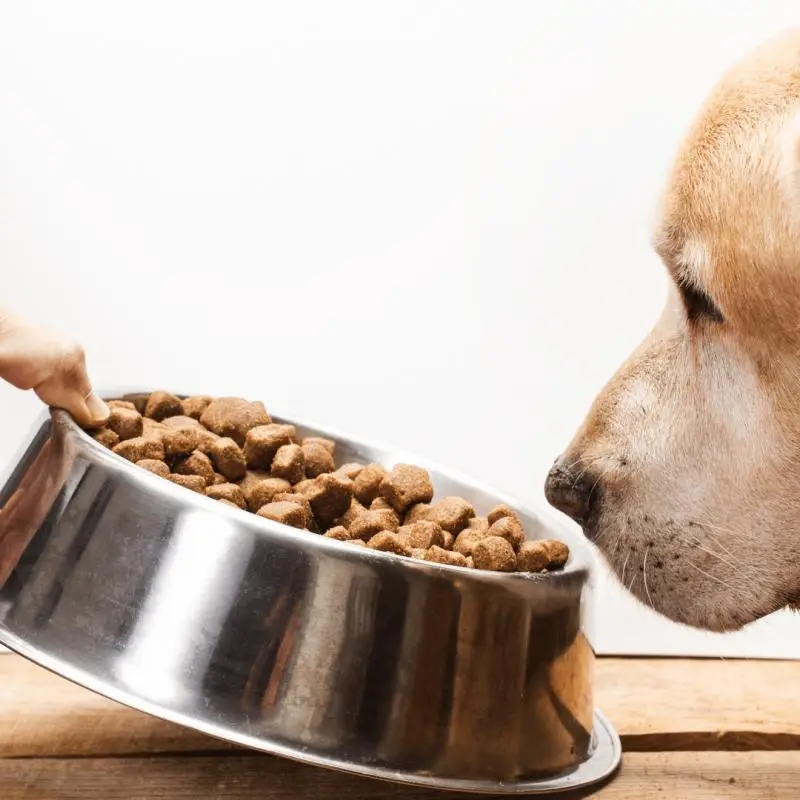 Ração renal para cachorro