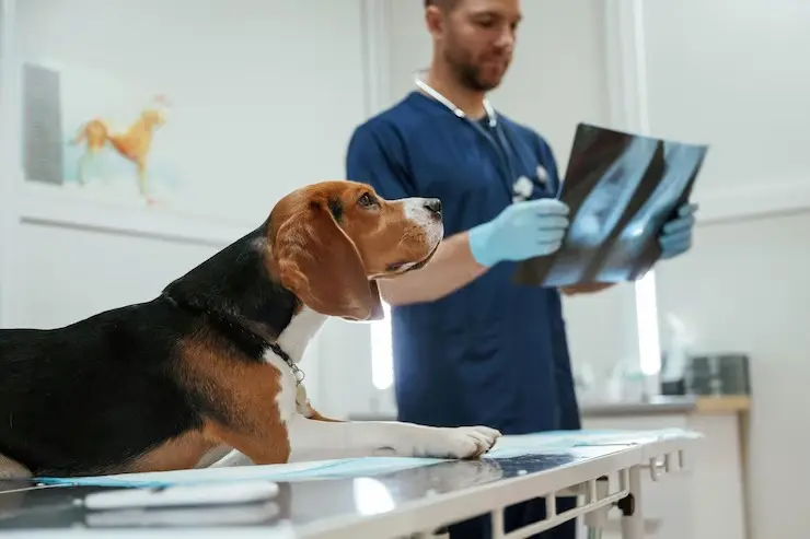 Radiologia veterinária