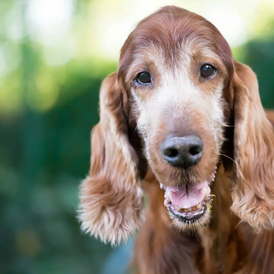 Sintomas de doença renal em cachorro