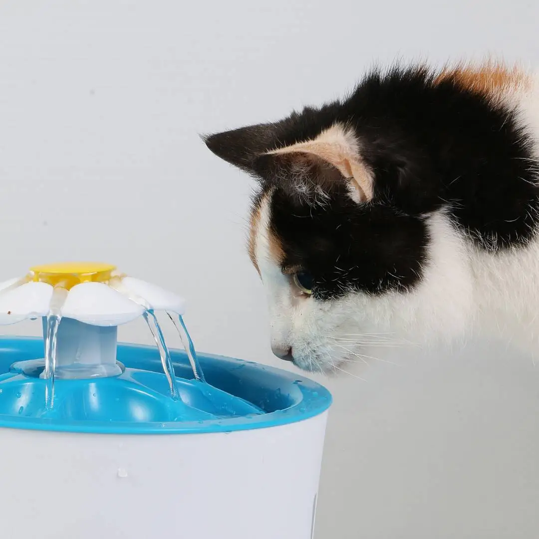 Sintomas de doença renal em gatos