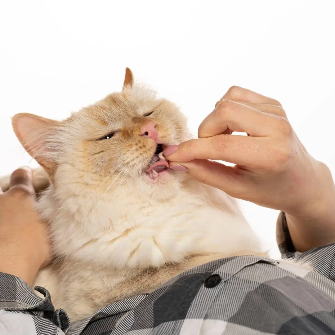 Tratamento da doença renal gato