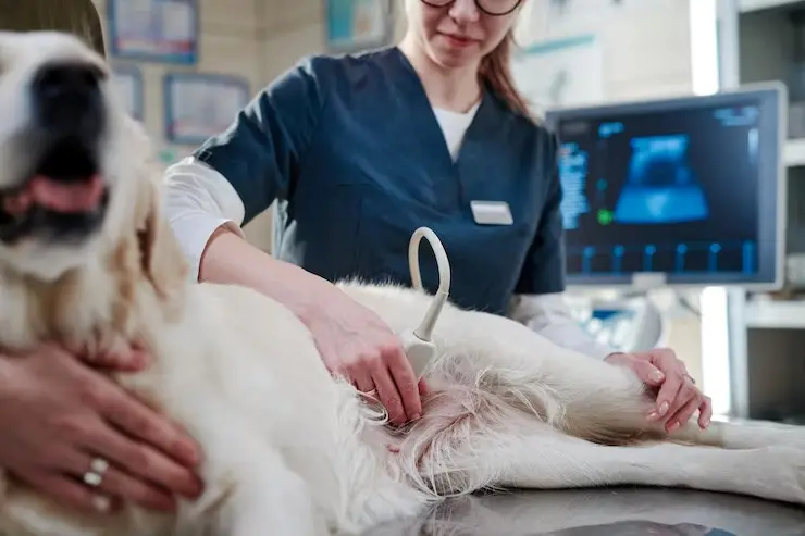Ultrassom abdominal em cachorro