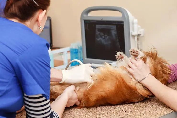 Ultrassom abdominal em cães em São Paulo
