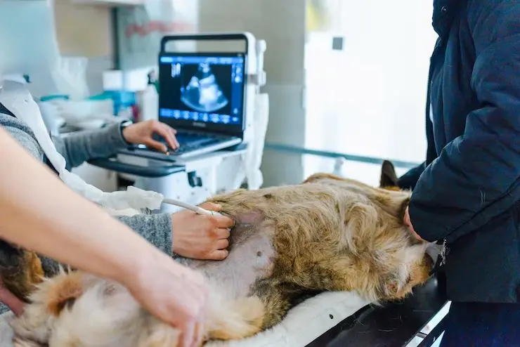Ultrassom com doppler veterinario