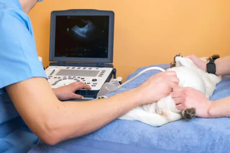 Urinálise veterinária
