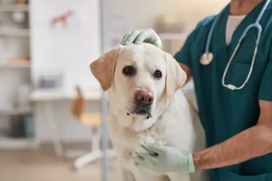 Valor hemodiálise cachorro