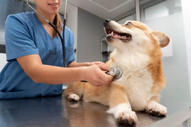 Veterinário perto de mim